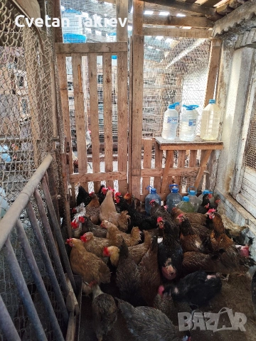 кокошки, ярки и петли изгодно , снимка 10 - Кокошки и пуйки - 48613550