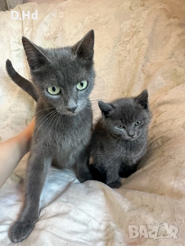 Руски сини котета, снимка 5 - Руска синя котка - 54491344