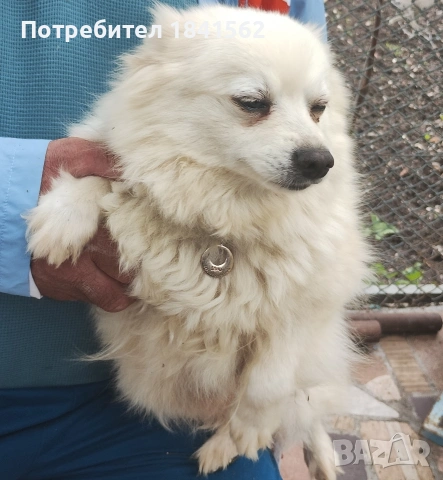 Продават се , снимка 2 - Померан - 54679209