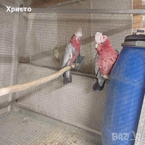 Продавам 2 доказано работещи чифта розово какаду