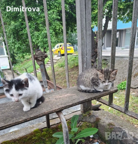 Котета търсят дом, снимка 5 - Други - 54756003