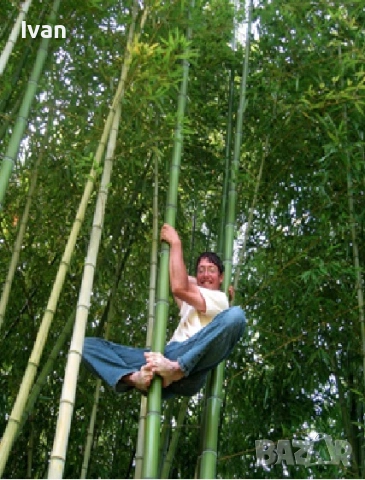 разсад от зелен бамбук, снимка 2 - Разсади - 54025036