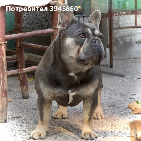 Френски булдог (разплод) 