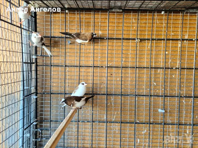 японски амадини , снимка 4 - Амадини - 55683248