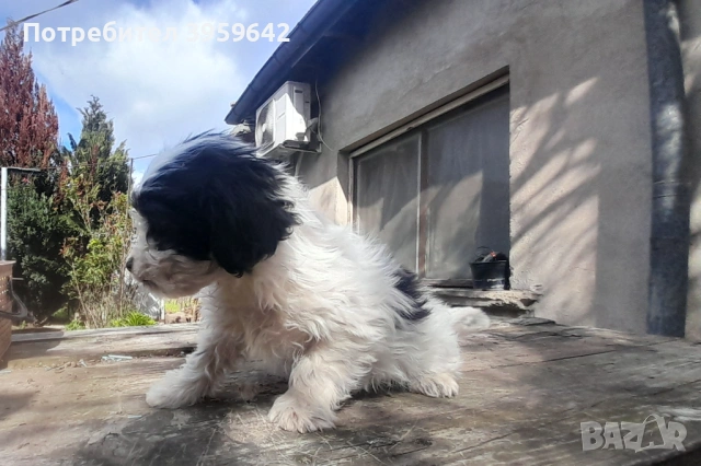 Малки болонки си търсят семейство, снимка 4 - Болонка - 54154849