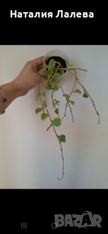 Хоя, hoya kanyakumariana, снимка 2 - Стайни растения - 54560239