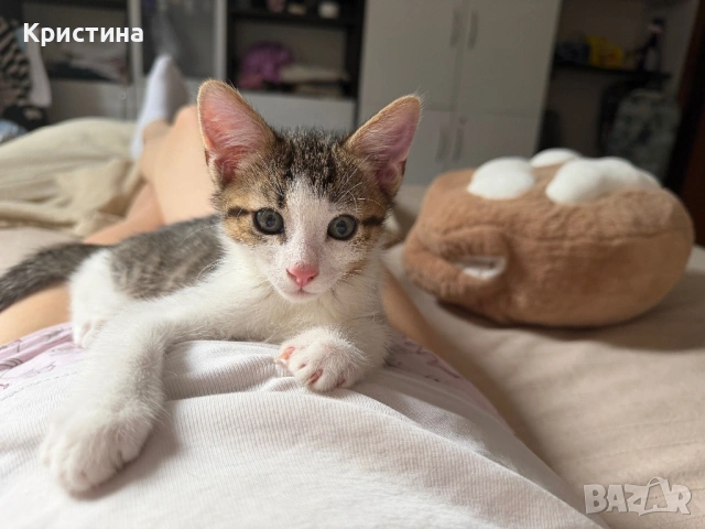 Котенца си търсят дом!