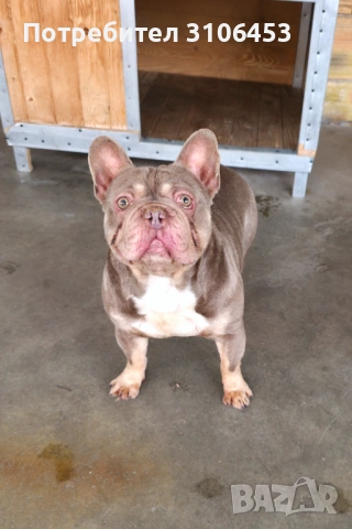 Френски булдог мъжки изабела тен