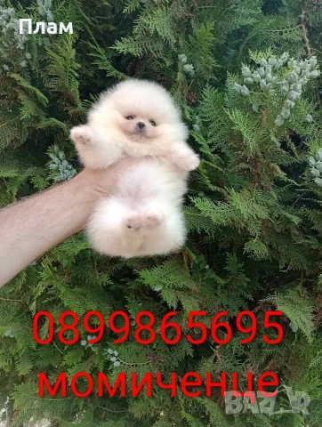 Бели мини Померани. Реални снимки от 10.06.2026 г., снимка 3 - Померан - 54876755