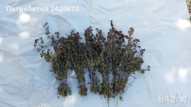 био  червен  риган, снимка 2 - Хранителни добавки - 55219068