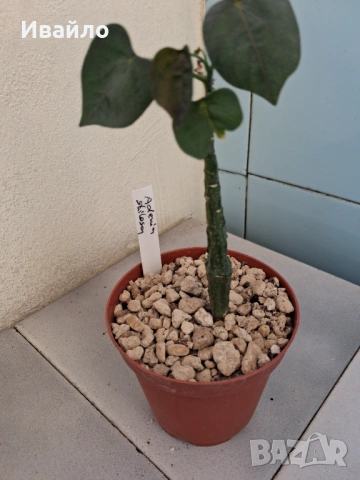 Сукуленти само за ценители, снимка 2 - Стайни растения - 35248161