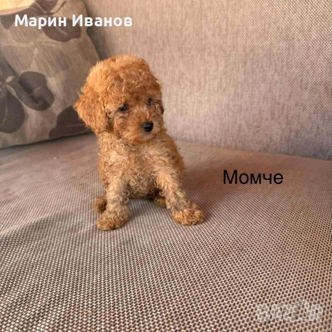 Мини пуделчета,момче и момиче