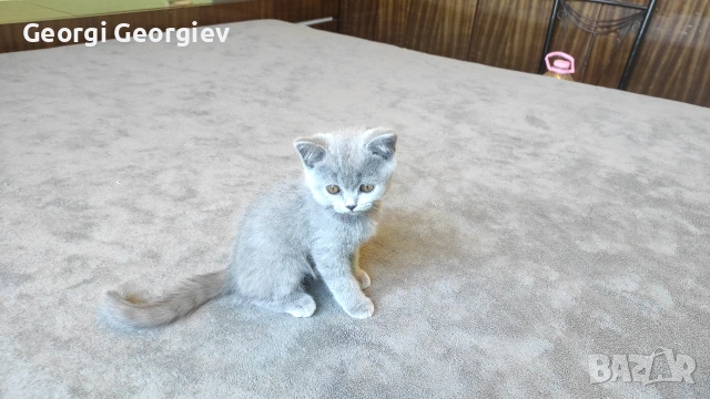 Британски котета, снимка 7 - Британска късокосместа - 55024216