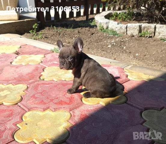 Френски булдог chocolate isabella ТОП КАЧЕСТВО