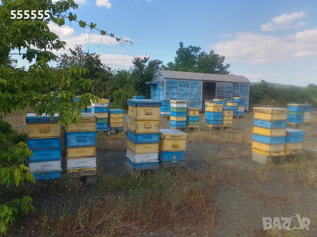 Продавам пчелни семейства с кошери