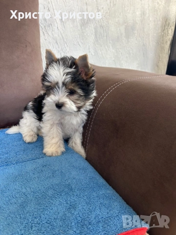 Бивер йоркширски териер, снимка 3 - Йоркширски териер - 54224871