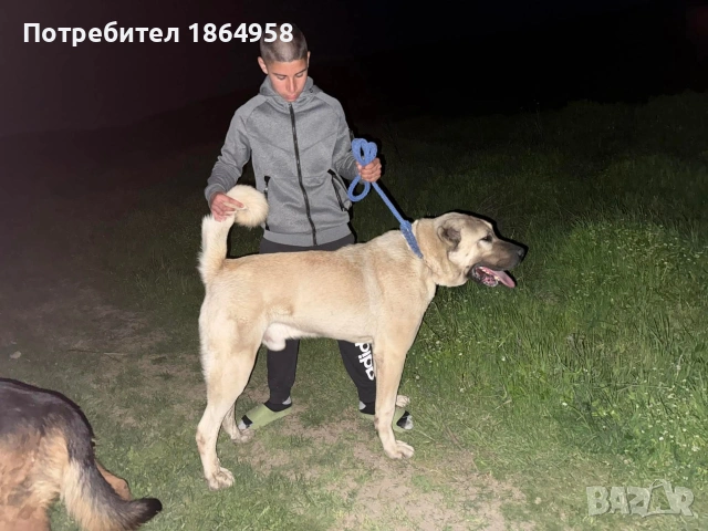 Турски Кангал Мъжки 