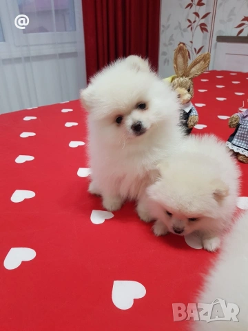 Померан померанчета свободни Гр. София, снимка 8 - Померан - 54000215