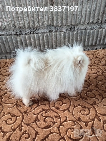 мъжки със всичко необходимо за момента , снимка 5 - Други животни - 51608683