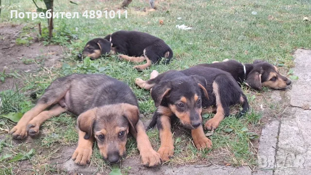 Немски овчарки късокосмести, снимка 3 - Немска овчарка - 55342826