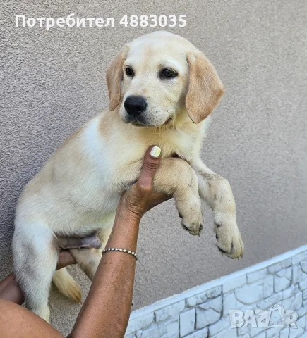 Лабрадор ретривър, снимка 4 - Лабрадор ретривър - 55625316