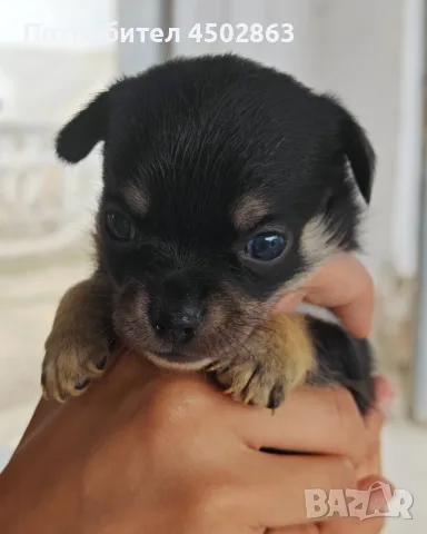 Чихуахуа. Chihuahua , снимка 2 - Чихуахуа - 55423010