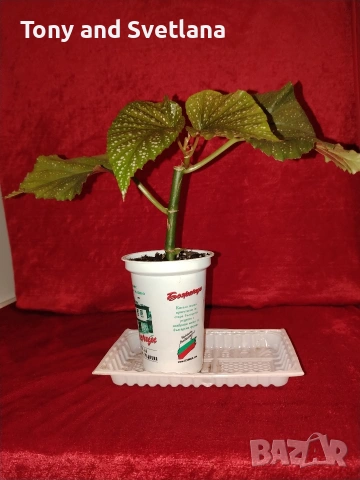 Бегонии Тамая, млади добре вкоренени растения , снимка 6 - Стайни растения - 54059283