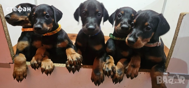 ПРОМОЦИЯ.  бебета ДОБЕРМАНИ, снимка 5 - Доберман - 53785951