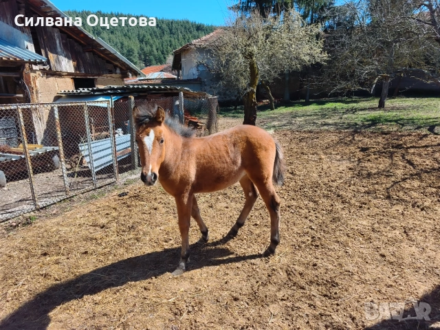 Малко конче
