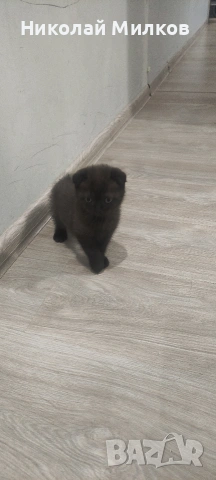 Британски котета, снимка 5 - Британска късокосместа - 54394647
