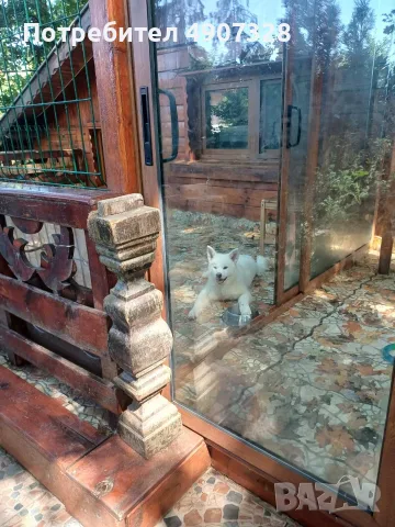 Продавам бяла акита, снимка 2 - Други животни - 55530899