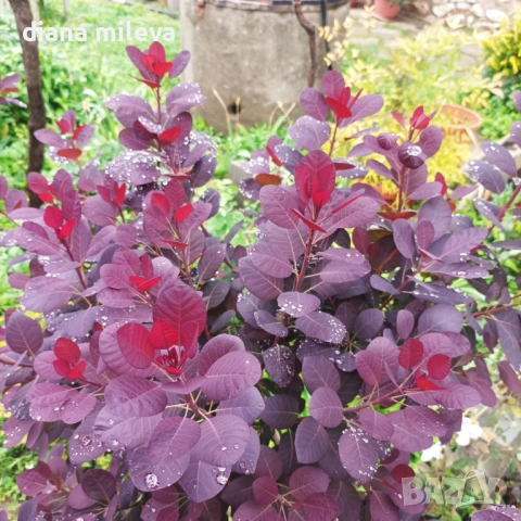 Червенолистна Смрадлика, Cotinus Royal purple или още Тетра!!!, снимка 4 - Градински цветя и растения - 54657841