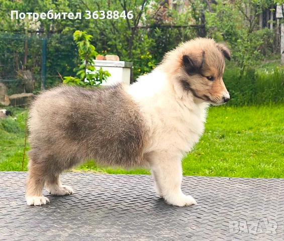 Шотландско коли, снимка 2 - Коли - 54257299