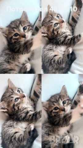 Подарявам котенца на 2 месеца, снимка 7 - Други - 54655045