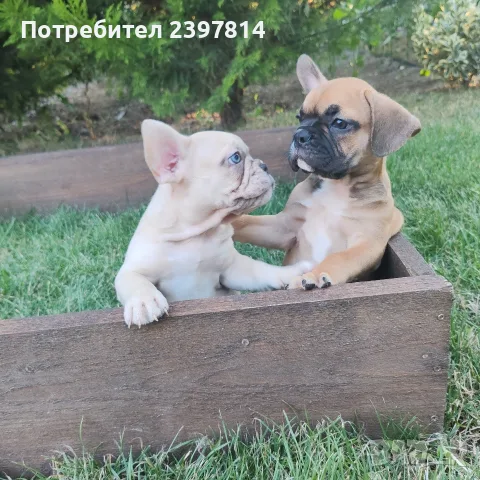 Френски булдог Женски , снимка 10 - Френски булдог - 55008762