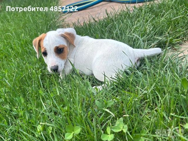 Джак ръсел териер, снимка 5 - Джак ръсел териер - 55148440