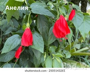 Хибискус Малва Hibiscus malvaviscus