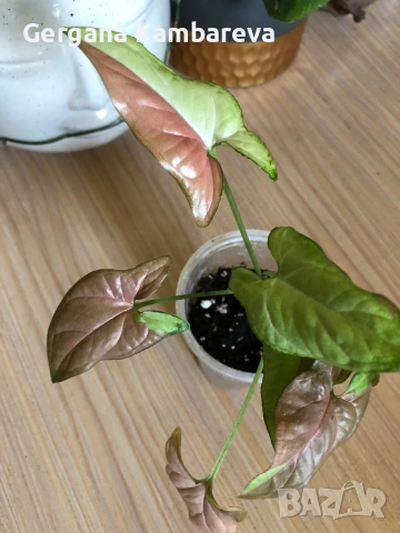 Syngonium Pink Salmon , снимка 3 - Стайни растения - 54969122