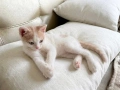 Подарявам котенца, снимка 3