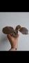 Еукодония, Еписция, eucodonia Adele, снимка 2
