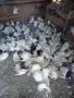 Продавам дракони,мардини и фенерлии., снимка 2