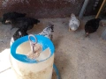 пилета кръстоска , снимка 5