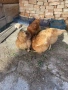 Кокошки носачки, снимка 1