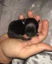 Мини чихуахуа.., снимка 9