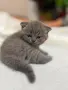 шотландска клепоуха, снимка 6