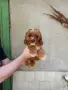 Кавапу момче и момиче, снимка 1