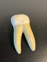 Соц Учебен Модел на Зъб Разрез, снимка 5