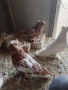 продавам гълъби Димкежи , снимка 2