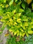 Аукуба Японика (Aucuba jap. Crotonifolia), снимка 4