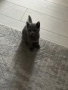 Шотландски клепоухи, снимка 3
